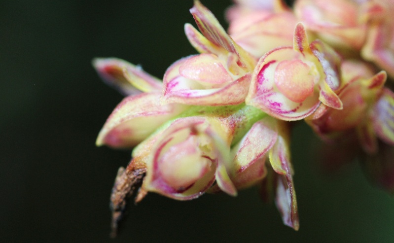 Spécial Bulbophyllum du mois 014112