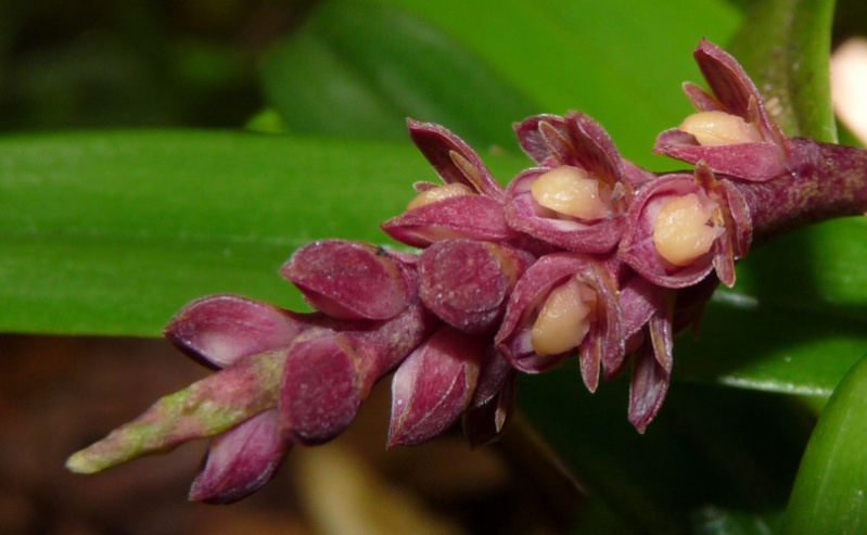 Spécial Bulbophyllum du mois 24110