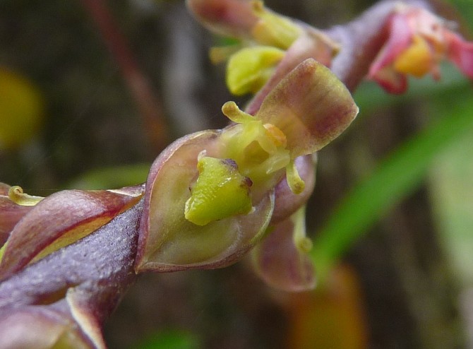 Spécial Bulbophyllum du mois 26110