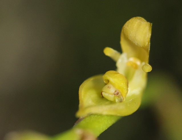 Spécial Bulbophyllum du mois 70110
