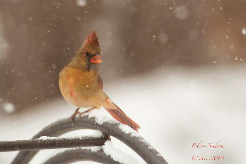 Cardinal f. sous la neige Img_3012