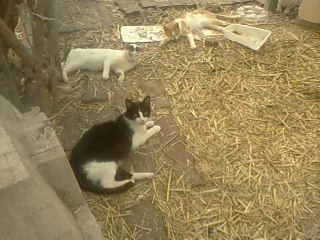 les minou chats les chiens les animaux de la ferme et les fufus :) Photo-19