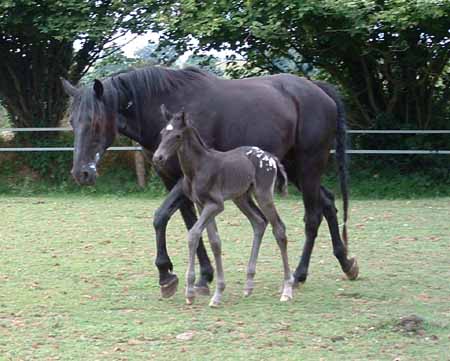 MVS indian's horses Poulai10