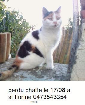 chatte perdu sur sainte florine le 17/08 merci  Image_18