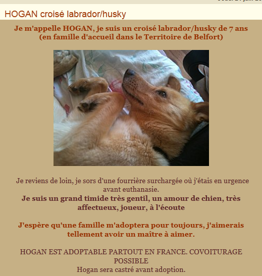 BOX 12 X LABRADOR HUSKY 7 ans - EUTHANASIE LE 14/06 Hogan10