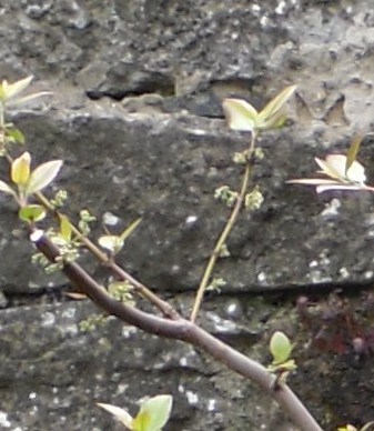 Help identify a tree with a small fruit. Sdc18710