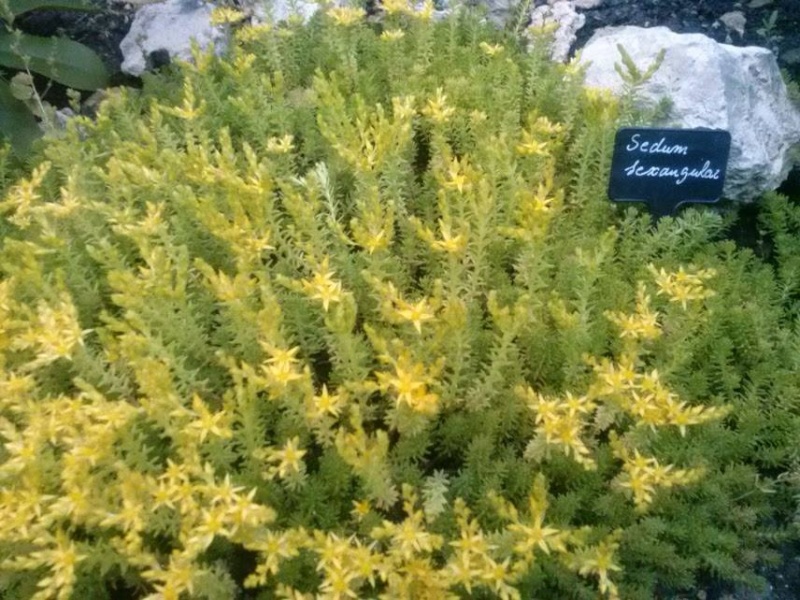 MES SEDUM  10513210