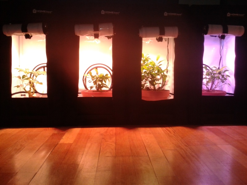 Indoor Bonsai under LED lights. - Page 4 20140610