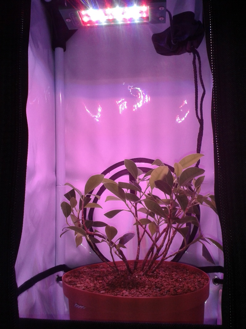 Indoor Bonsai under LED lights. - Page 4 20140611