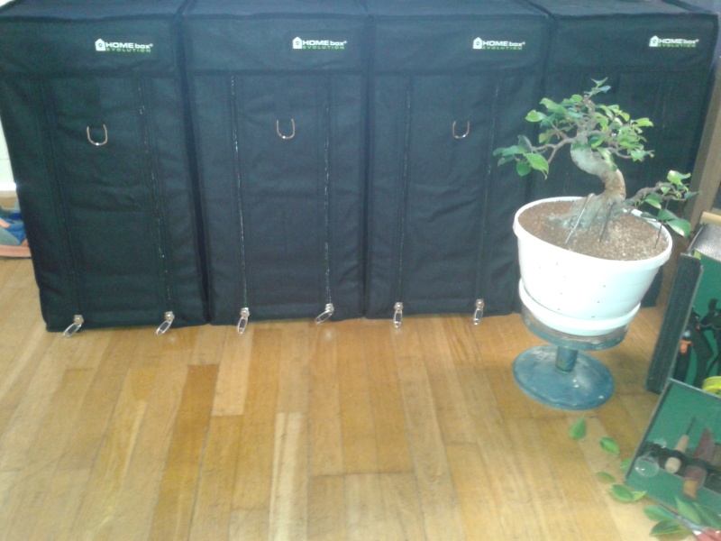 Indoor Bonsai under LED lights. - Page 4 20140614