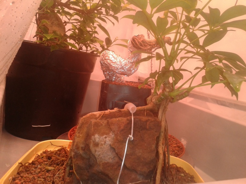 Indoor Bonsai under LED lights. - Page 5 20140713