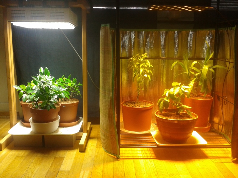 Indoor Bonsai under LED lights. - Page 5 20140715
