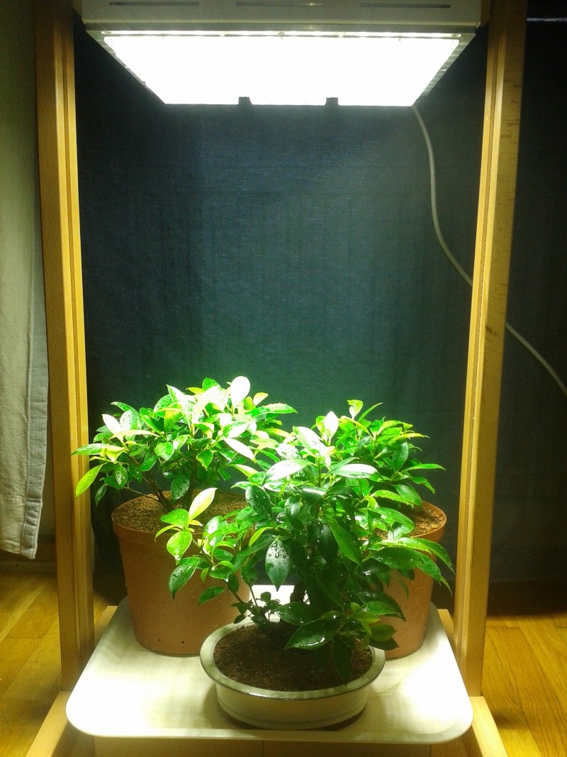 Indoor Bonsai under LED lights. - Page 6 20140810