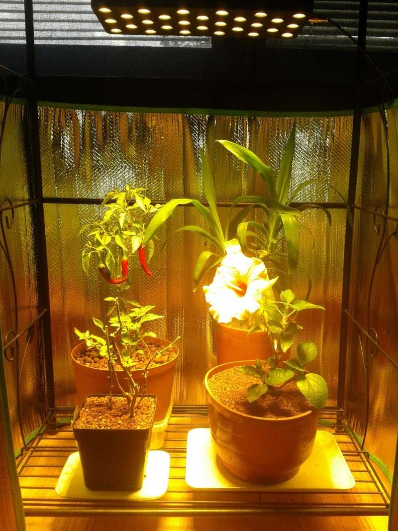 Indoor Bonsai under LED lights. - Page 6 20140811