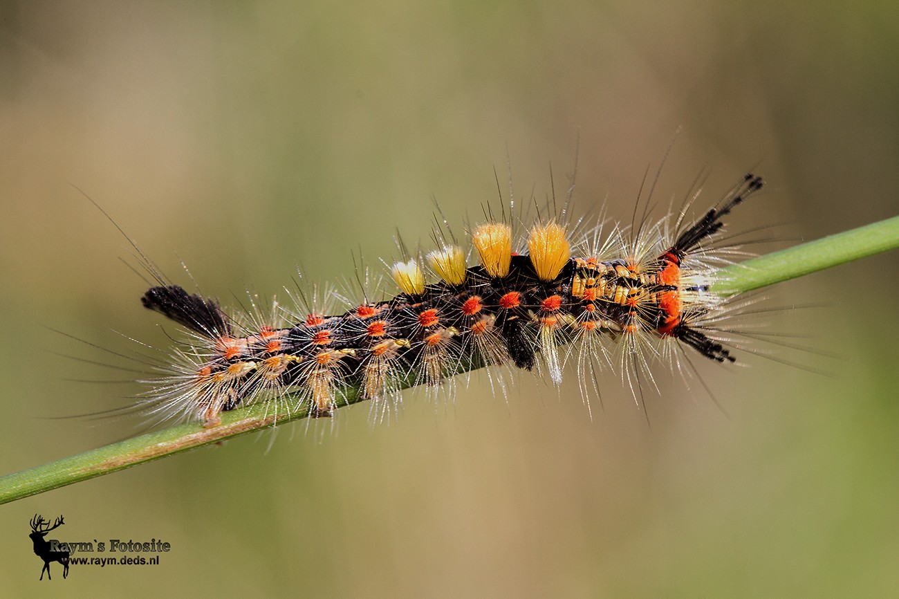 Rups van de Witvlakvlinder Witvla10