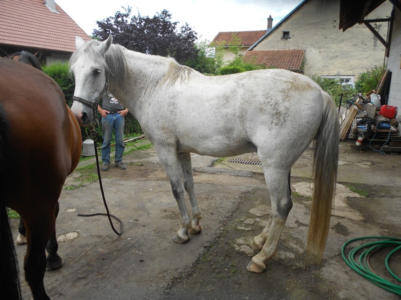 VERDY - ONC typé Lusitanien né en 2001 - adopté en octobre 2014 par Hélène Dscn0814