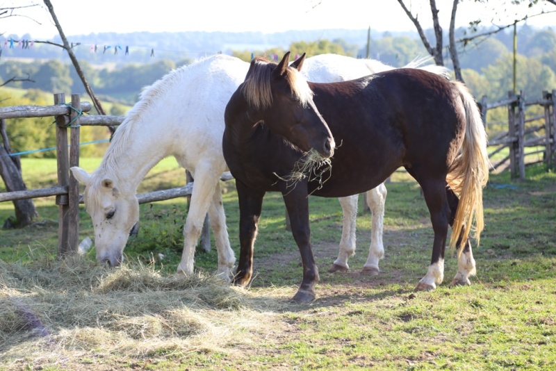PELIPA - ONC Poney née en 2007 - adoptée en septembre 2014 par Ceed - Page 6 Img_1510