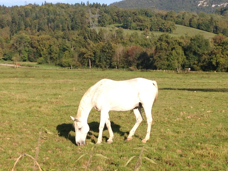 LUKY -  Anglo-Arabe né en 1999 - adopté en novembre 2015 Img_2411