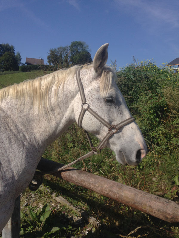 LUKY - Anglo-Arabe né en 1999 - adopté en novembre 2015 Img_2412