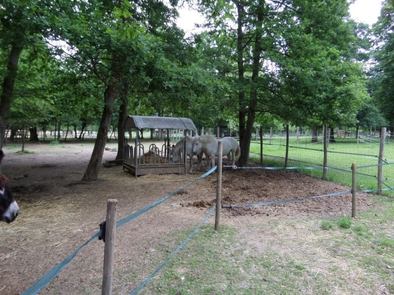 JOCONDE - Percheron née en 1997- adoptée en octobre 2016 par la mairie de la Ferté  Alais - Page 2 Photo_18