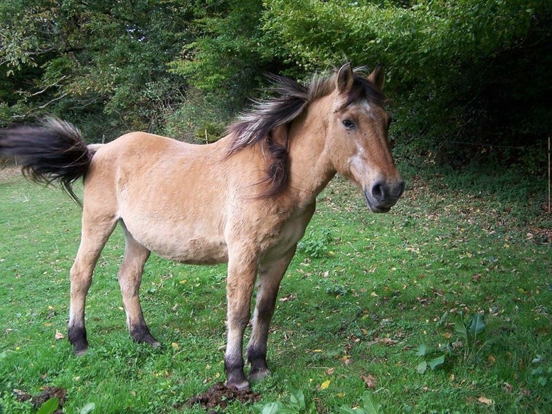 URANIE - Henson PP née en 1986 - restée chez ses propriétaires Uranie10