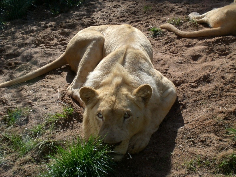 Zoo d'amneville Cimg6113