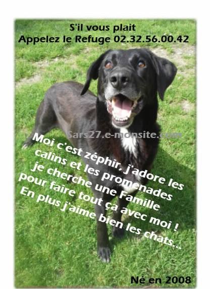 Urgent - ZEPHIR - x labrador 6 ans - Refuge de l'Espérance àAppeville Annebault (27) 10171110