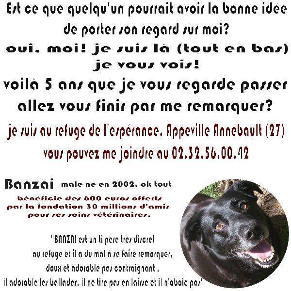 BANZAI - x labrador 12 ans (6 de refuge) - Refuge Espérance à Appeville Annebault (27) Banzai10