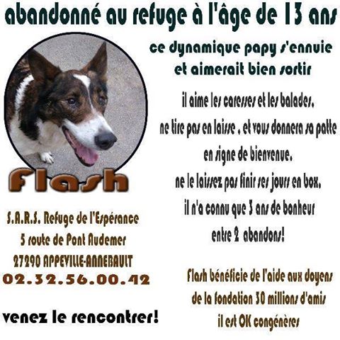 FLASH - x berger/ husky 13 ans - Refuge Espérance à Appeville/Annebault (27) Falsh10