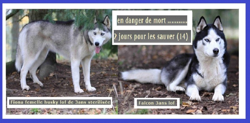 FALCON et FIONA husky 3 ans en danger  de mort dans le 14 Fiona_10