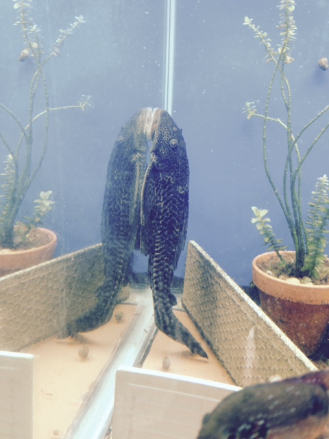 Free: Cichlids and a huge pleco free to a good home Fullsi11