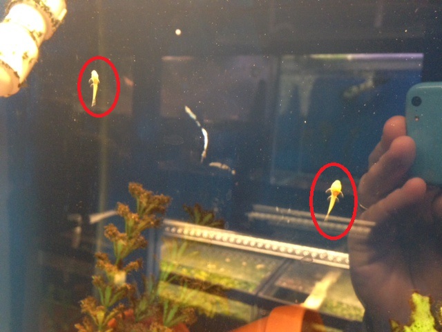 Success!!!! Pleco110