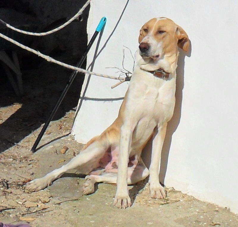 Home needed for a dog in Alcala La Real 01010