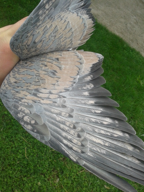 Jugement  pigeons cauchois maillé rose 20141016
