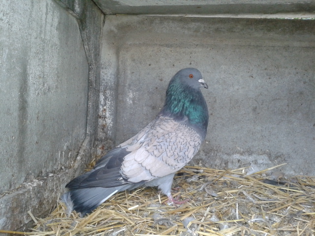 Jugement  pigeons cauchois maillé rose 20141019