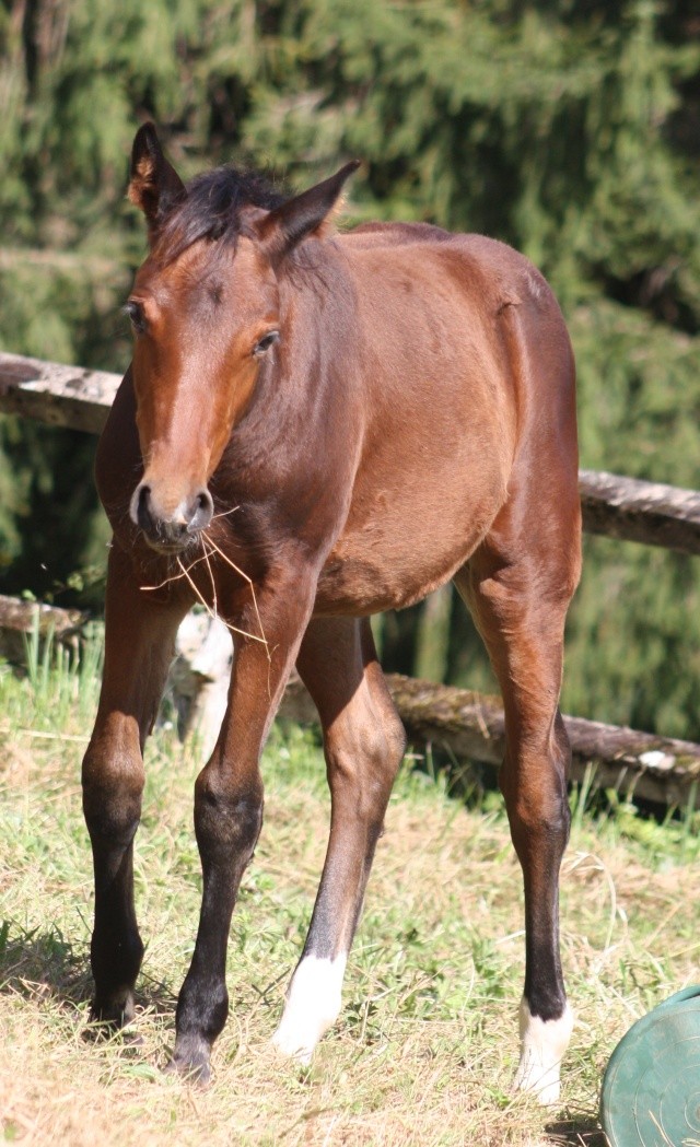 Eclipse des Roches - DSA par Konan de Jarsy et Arizona Img_7017