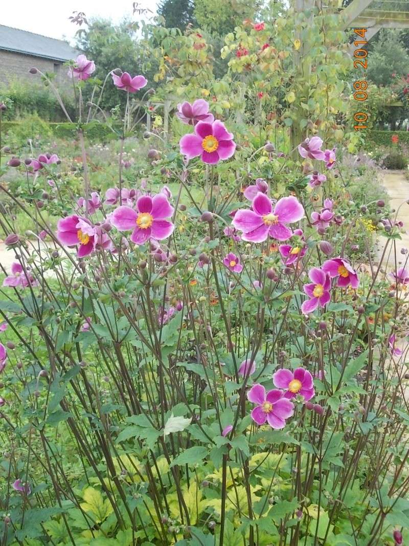 anemones du japon - Page 2 Dscn1612