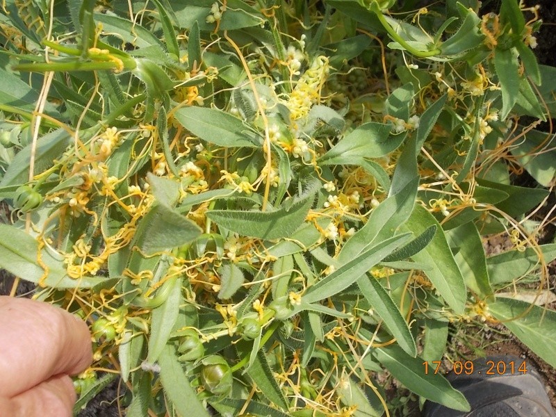 Quelle est cette chose qui envahit mes plantes ? Cuscuta campestris  Dscn2813