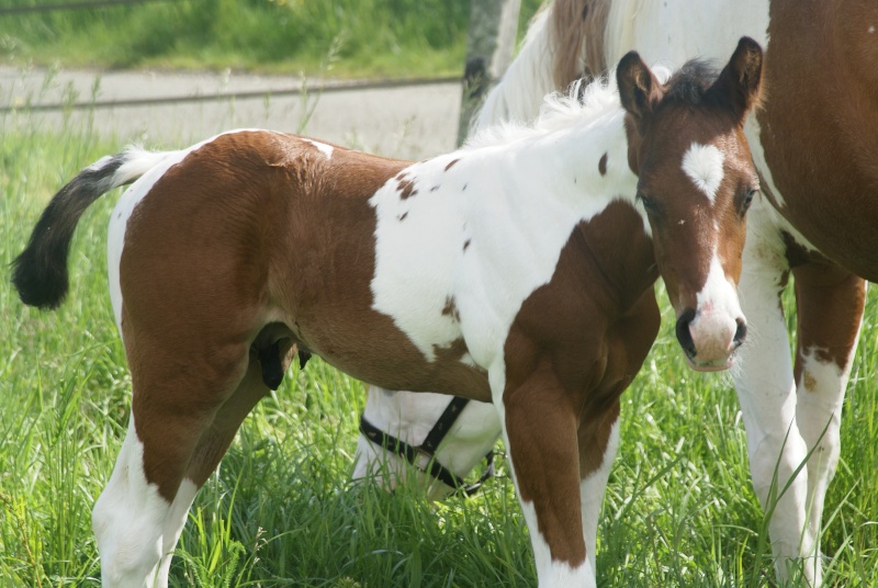 MONTIGNY PAINT HORSE - 28  Dsc01610