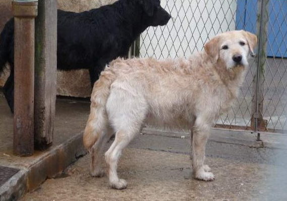 PETER - x griffon/labrador 6 ans - Spa de Saintes (17) Peter110