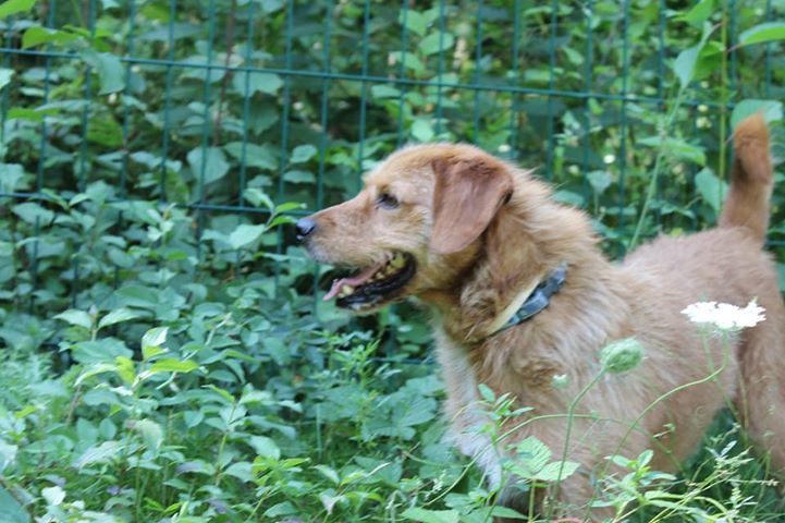 TOFOU - x fauve de bretagne 7 ans - Spa de Beauvais (60) Toufou16