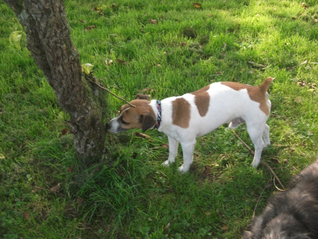 JASON jack russel 7 ans de Béthune - asso AnimaLove Dscf5123