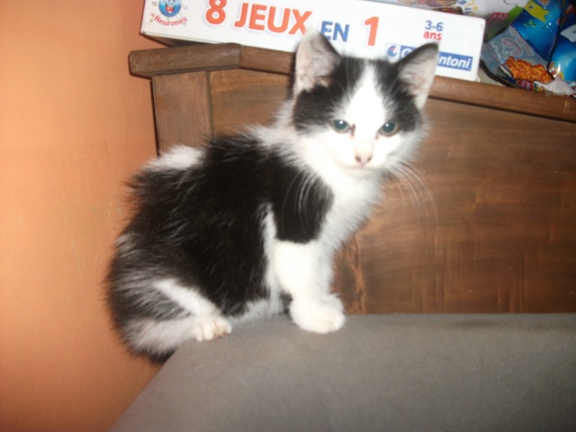 Cookie - chaton noir et blanc Dscf5217