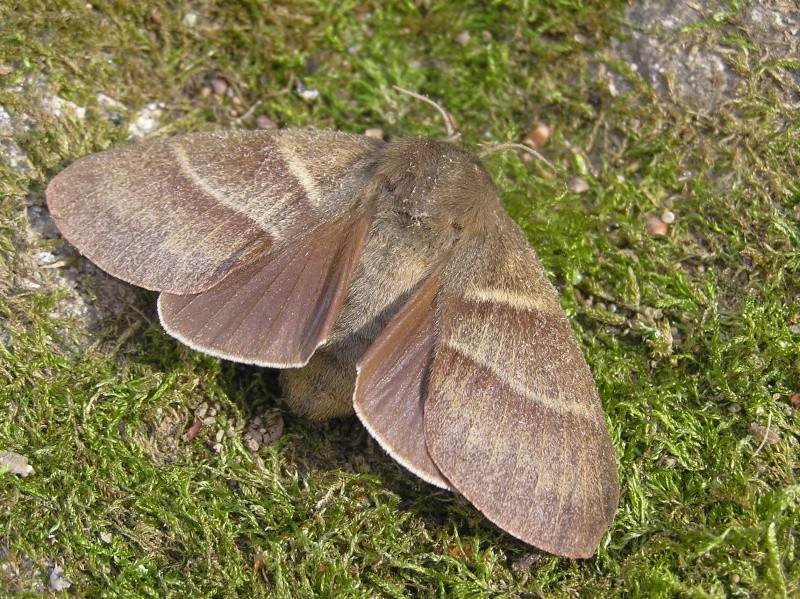 Un papillon - une chenille - Macrothylacia rubi 14455610