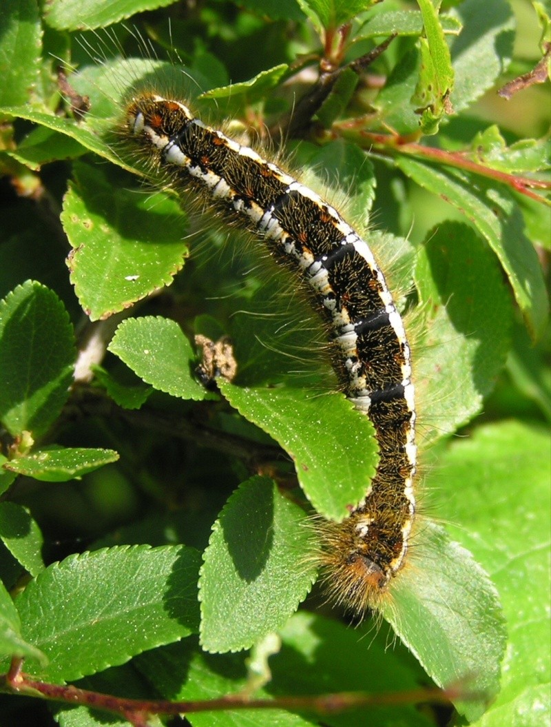 Chenille d'Eriogaster lanestris ? 57386110