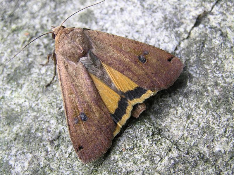 Noctua - Noctua pronuba (et non Agrochola litura) 90611810