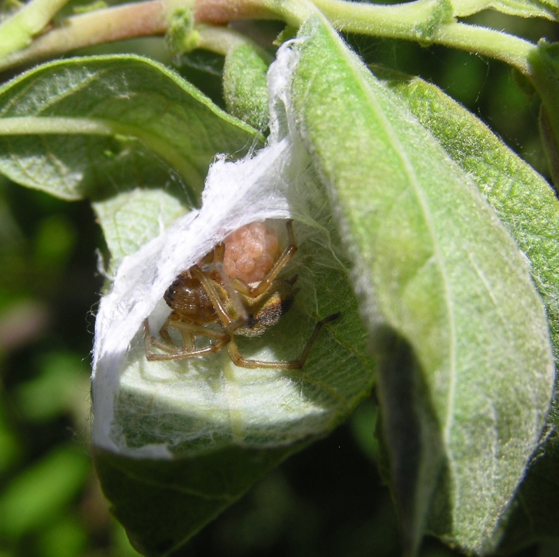 [Cheiracanthium erraticum ou plutôt sp ] Petite araignée inconnue et sa future progéniture  A_iden19