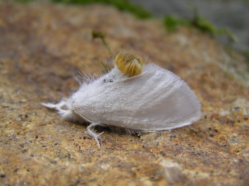 Un papillon - une chenille - Euproctis similis Euproc12