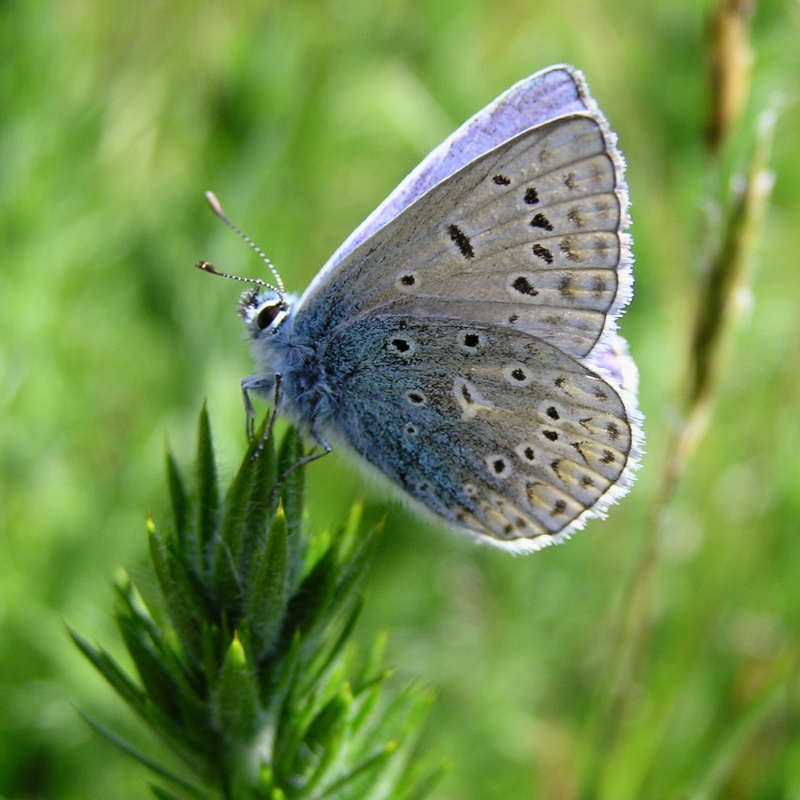 Polyommatus icarus ? Polyom10