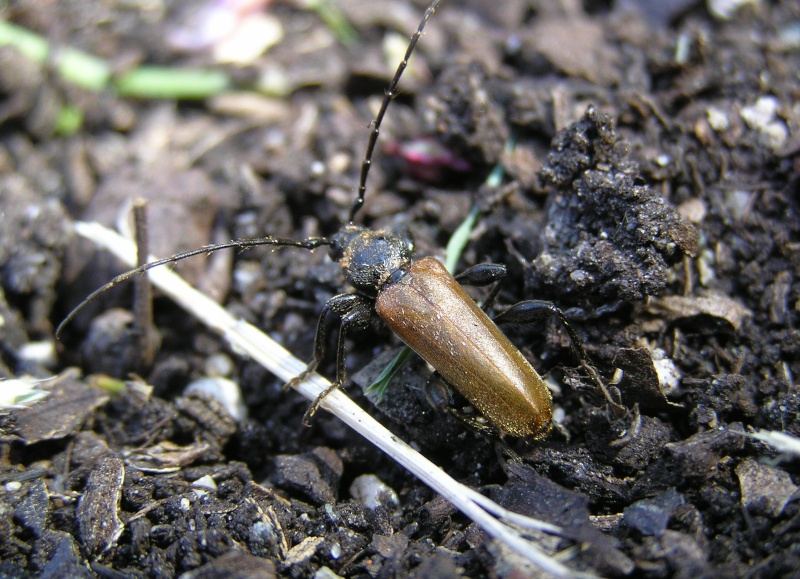 Pseudovadonia livida ? Pseudo11